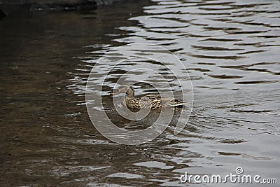 Female Mallard Duck looking for perfect nesting spot Stock Photo
