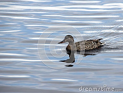 Female Mallard Duck looking for perfect nesting spot Stock Photo