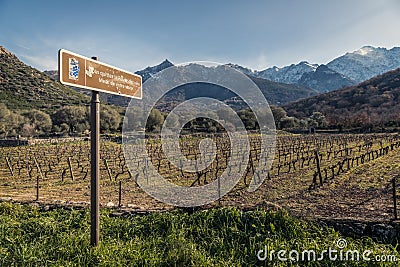 Route des vins road sign by Vineyard in Corsica Stock Photo