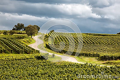 Route du vin in Alsace france Stock Photo