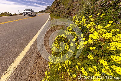 Route 1, Pacific Coast Highway (PCH) with spring flowers lining road Editorial Stock Photo