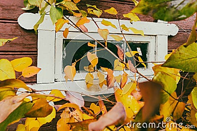 The routed window behind the autumn leaves (Syringa vulgaris) Stock Photo