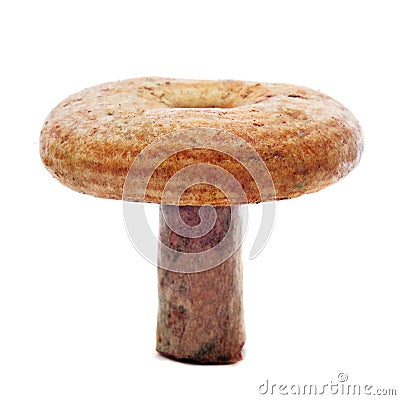 Rovellon, typical autumn mushroom of Spain Stock Photo