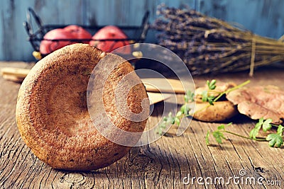 Rovellons, typical autumn mushrooms of Spain Stock Photo