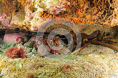 Rovk lobster under colourful overhang Stock Photo