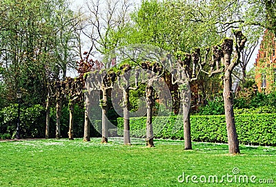 Row of aligned branchless trees in green park Stock Photo