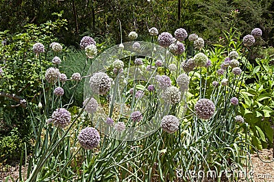 Row of allium ampeloprasum or common leek in garden Stock Photo