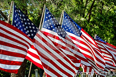 American flags Stock Photo