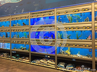 Row of Aquarium for sale at pet store Editorial Stock Photo