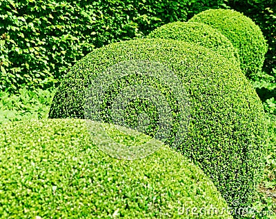 Row of ball-round pruned box trees in a garden Stock Photo