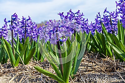 Row of beautiful purple dutch common hyacinth flowers close up Stock Photo