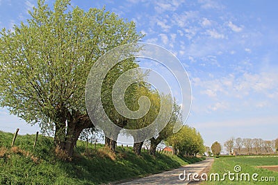 A row of pollard willows with green leaves along a road in holland Stock Photo