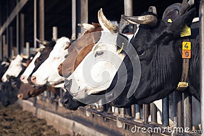 Row of black and white holstein cows in half open stable Stock Photo