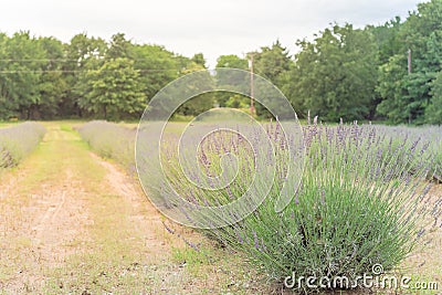 Blooming row of lavender bushes in late spring at flower farm in Gainesville, Texas, USA Stock Photo