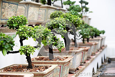 Row of bonsai trees Stock Photo