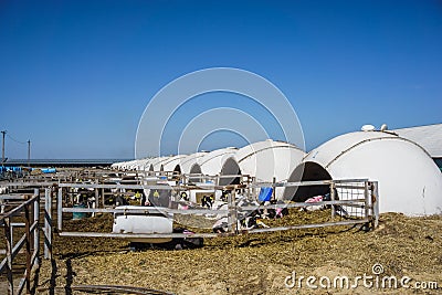 Row of Calf Houses on dairy farm, Livestock stable boxes in bubble form Stock Photo