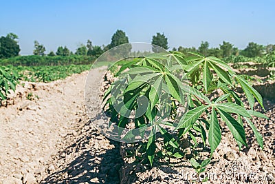 Row of cassava tree in field. Growing cassava, young shoots growing. Stock Photo