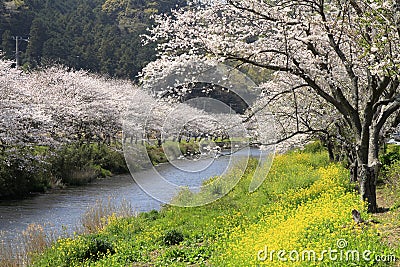 Row of cherry blossom trees and field of rapeseed along riverbank of Naka river Stock Photo