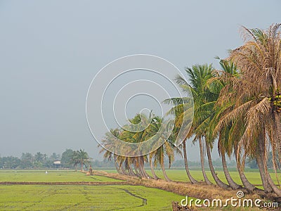 Row of coconut trees On the walk in the rice field at Thai countryside, Morning light fog With the concept of rural life, nature, Stock Photo