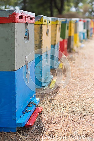 Row of Colorful Bee Hives With Trees in the Background. Bee Hives Next to a Pine Forest in Summer. Honey Beehives in the Me Stock Photo