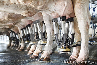 row of cows being milked stock photo - image: 40119355