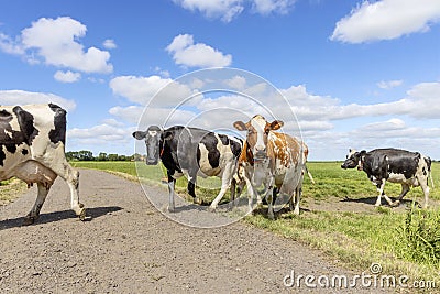Cows passing a path in a meadow under a blue sky, herd in a row Stock Photo