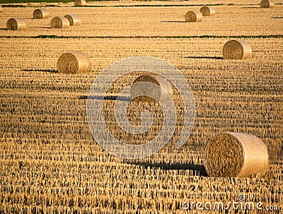 Row crops Stock Photo