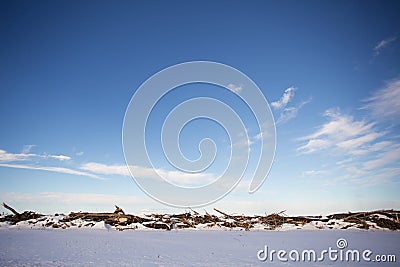 Row of cut down trees Stock Photo