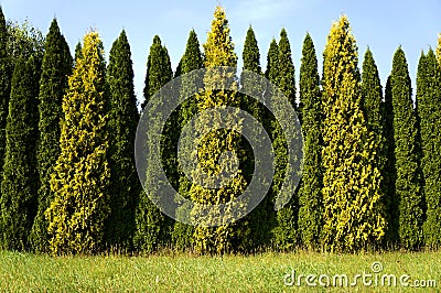 Row of cypresses Stock Photo