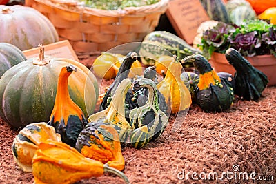 Row of decorative striped pumpkins on a farm counter matting, harvest festival, horizontal halloween background Stock Photo