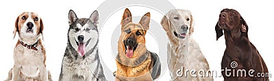 Row of different dogs Stock Photo