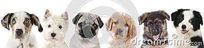 Row of different puppies, dogs Stock Photo