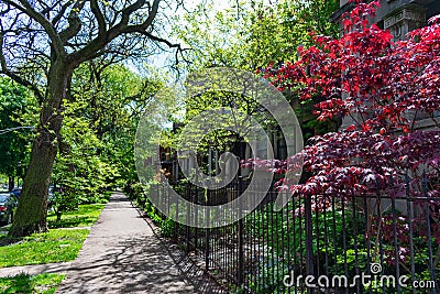 Row of Fenced in Homes and a Red Leaf Tree in Logan Square Chicago Stock Photo