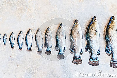 In row, fish of different sizes. Stages of fish growth Stock Photo