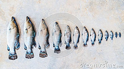 In row, fish of different sizes. Stages of fish growth Stock Photo