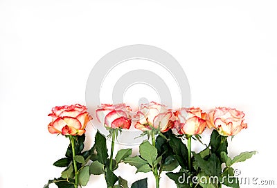 Row of five roses Stock Photo