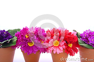 Row of flower pots Stock Photo