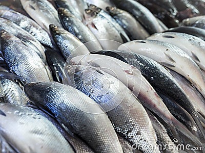 A row of fresh milkfish , also known as bangus, available for purchase in a fish market Stock Photo