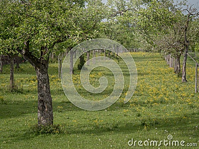 Biological orchard in Germany - Bavaria Stock Photo