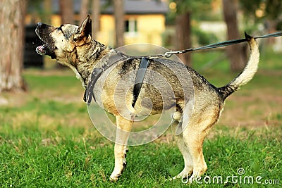 Happy young german shepherd dog barking and spitting on the grass in the forest. Stock Photo