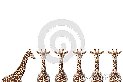 Row of 6 giraffes Stock Photo