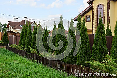 green coniferous ornamental trees in the grass outside a brown fence Stock Photo