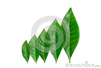 Row of green gardenia leaves Stock Photo