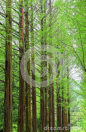 Row of green ginkgo trees in the park at Namiseom or nami Island Stock Photo