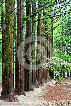 Row of green ginkgo trees in the park at Namiseom or nami Island Stock Photo