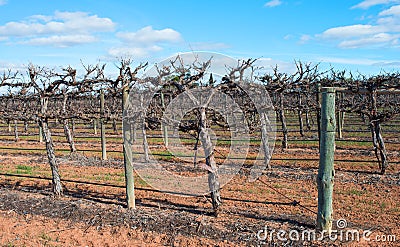 Row of Hedged Chardonnay Vines. Stock Photo