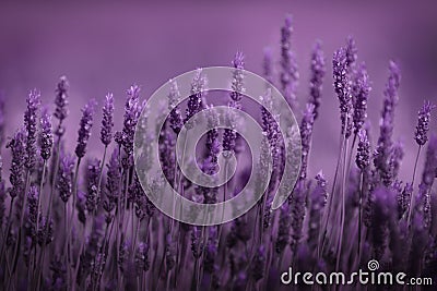 Row of lavender Stock Photo