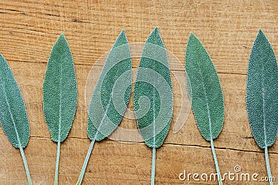 Row of leaves of freshly picked sage on rustic vintage wood board. Culinary medicinal herbs essential oil wellness Stock Photo