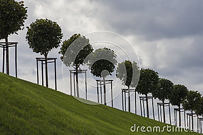 Row of manicured Tilia trees in line on a green grass lawn hill of the Garden of Venus with a blue sky and white grey clouds Stock Photo