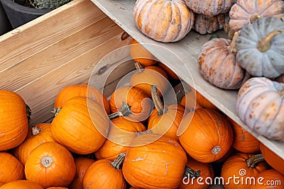 Row of many ripe orange mini pumpkins decor wooden beam desk pumpkin farm yard barn fall harvest fest market. Halloween Stock Photo
